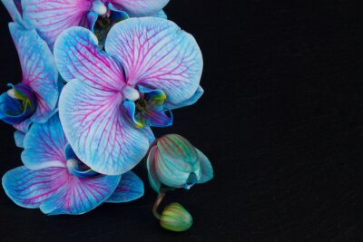 Obraz Różnokolorowe kwiaty orchidei