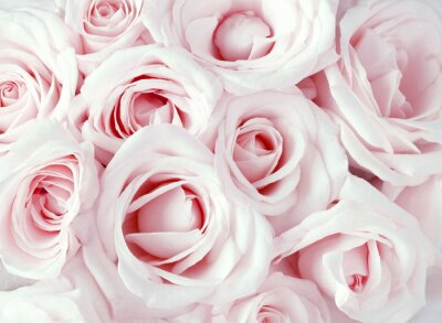 Obraz Różowe róże w naręczu