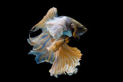 Obraz Ryba o pięknym ogonie