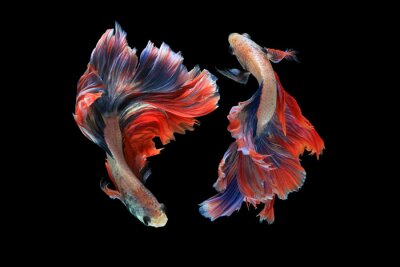 Obraz Ryby o ciekawych kształtach