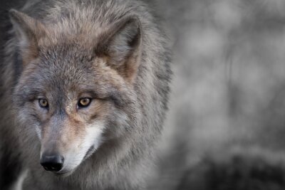 Obraz Samotny wilk w górach