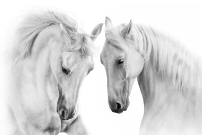 Obraz Siwe konie na białym tle