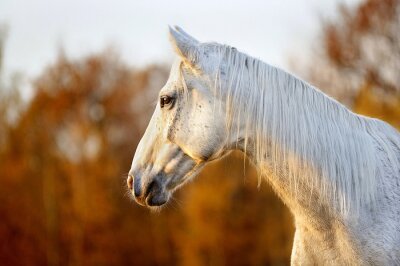 Obraz Siwy koń na tle jesiennej scenerii