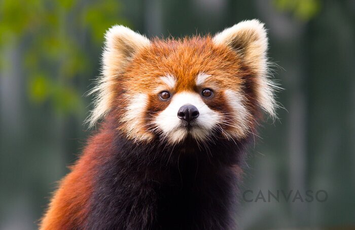 Obraz Słodka czerwona panda