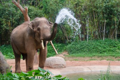 Obraz Słoń wypuszczający wodę z trąby