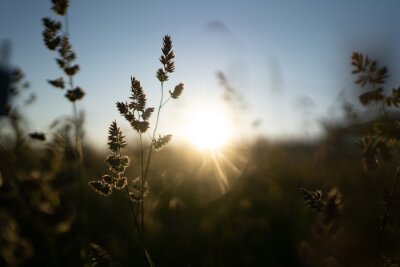 Obraz Słońce w trawie