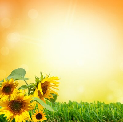 Obraz Słoneczniki na zielonej trawie