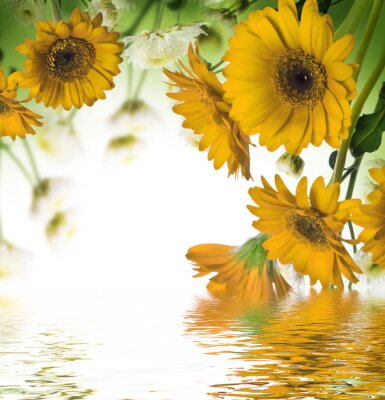 Obraz Słoneczniki nad wodą