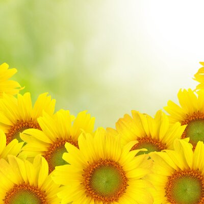 Obraz Słoneczniki żółte na fotografii