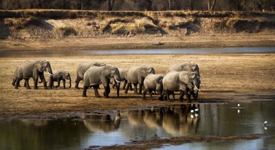 Obraz Słonie i rzeka