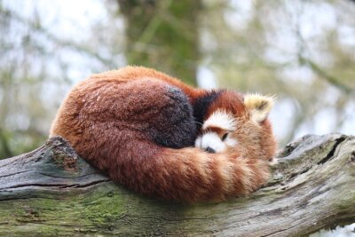 Obraz Śpiąca czerwona panda