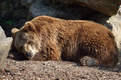 Obraz Śpiący niedźwiedź brunatny