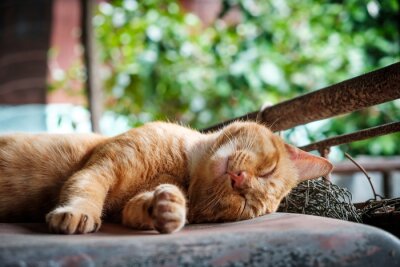 Obraz Śpiący rudy kot