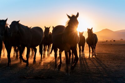 Obraz Stado dzikich koni przy zachodzie słońca