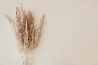 Obraz Suche trzciny trawy pampasowej deseń rustykalny boho
