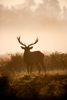 Obraz Sylwetka jelenia w zimowej mgle