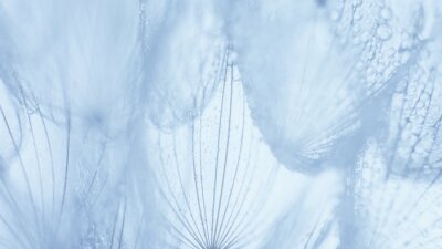 Obraz Szare dmuchawce z kroplami wody