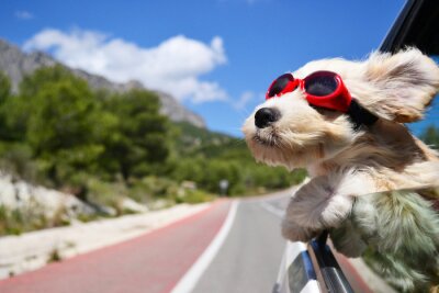 Obraz Szczęśliwy pies w samochodzie