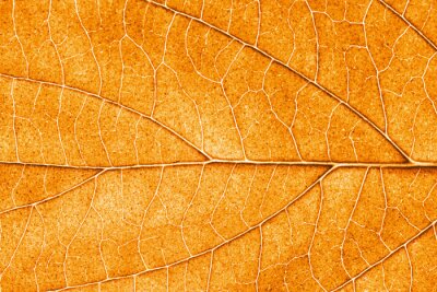 Obraz Tekstura jesiennego liścia