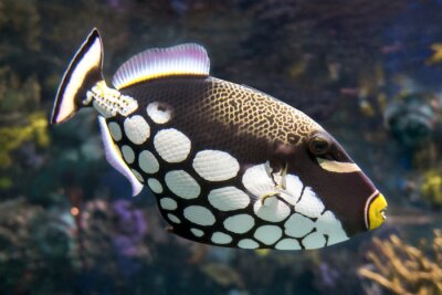 Obraz Tropikalna ryba oceaniczna