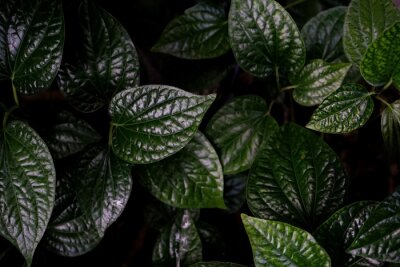 Obraz Tropikalne liście zielonej rośliny