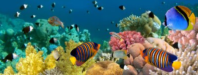 Obraz Tropikalne ryby w oceanie