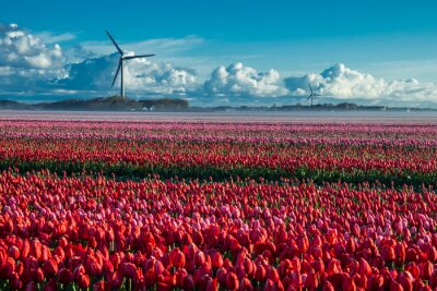 Obraz Tulipany czerwone na polu