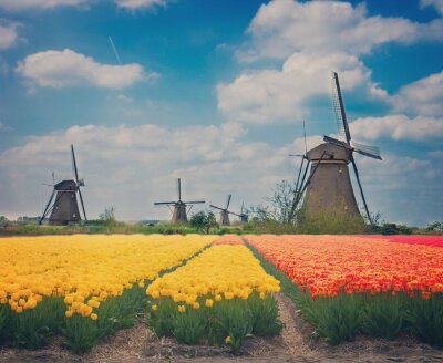Obraz Tulipany na holenderskim krajobrazie