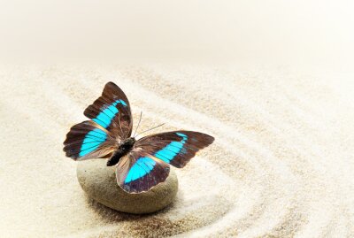 Obraz Turkusowy motyl na piasku