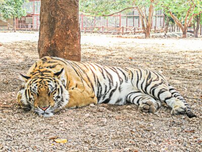 Obraz Tygrys bengalski w zoo