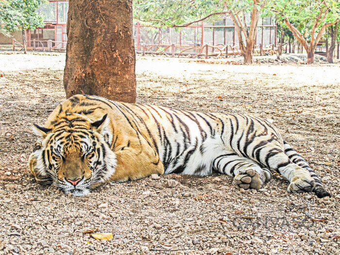 Obraz Tygrys bengalski w zoo