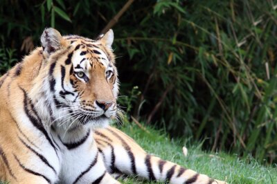 Obraz Tygrys leżący na trawie