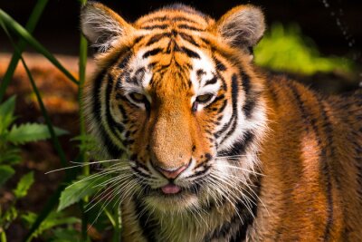 Obraz Tygrys w swoim środowisku