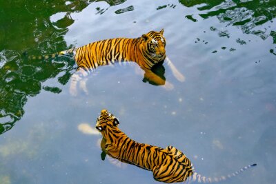 Obraz Tygrysy w wodzie