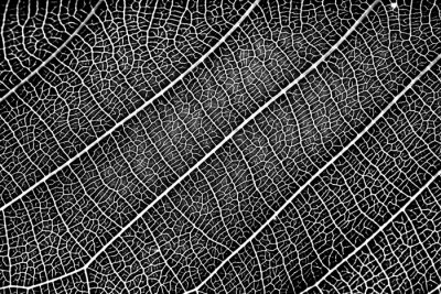 Obraz Układ żyłek liścia