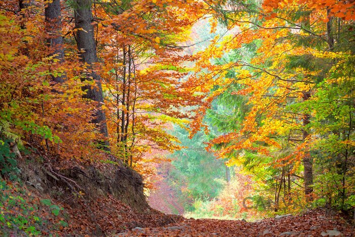 Obraz Widok na park jesienią