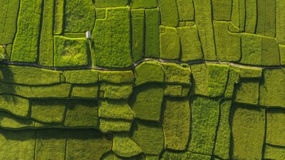 Obraz Widok z lotu ptaka na pola ryżowe na Bali