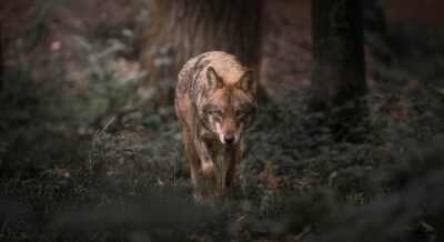 Obraz Wilk spacerujący w lesie