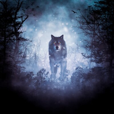 Obraz Wilk w ciemnych tajemniczych mglistych lasach