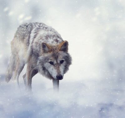 Obraz Wilk zima i śnieg