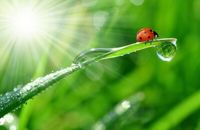 Wiosenna natura z biedronką