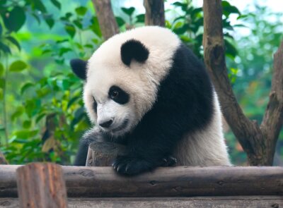 Obraz Wspinająca się panda