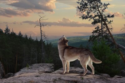 Obraz Wyjący wilk na wzgórzu