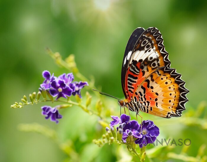 Obraz Wzorzysty motyl i natura