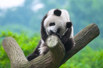 Obraz Zabawna panda na drzewie