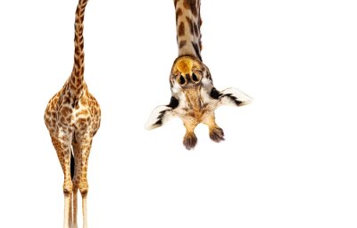 Obraz Zabawna żyrafa na białym tle