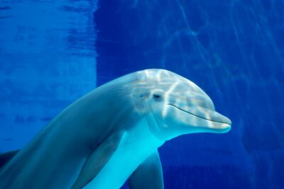 Obraz Zadowolony delfin