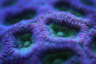Obraz Zbliżenie na fioletowy koralowiec