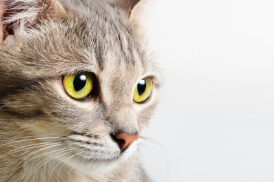 Obraz Zbliżenie na oczy kotka