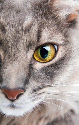 Obraz Zbliżenie na oko kota